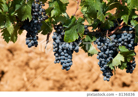 Blue grapes in vineyard 8136836