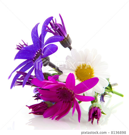 flowers isolated over white flowers isolated over white 8136898