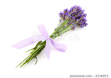 Lavender from the Provence Lavender from the Provence 8136953