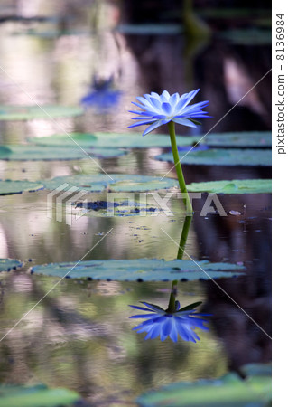 Mangrove water with Lotus flowers Mangrove water with Lotus flowers 8136984