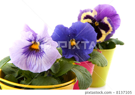 Row colorful Violins in little buckets Row colorful Violins in little buckets 8137105