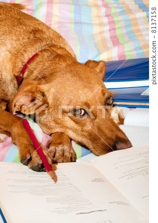 Dog is making homework 8137158