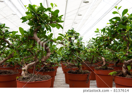 Bonsai trees in greenhouse Bonsai trees in greenhouse 8137614