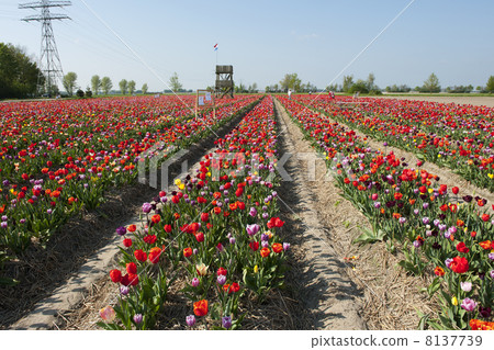 Colorful Dutch tulips 8137739