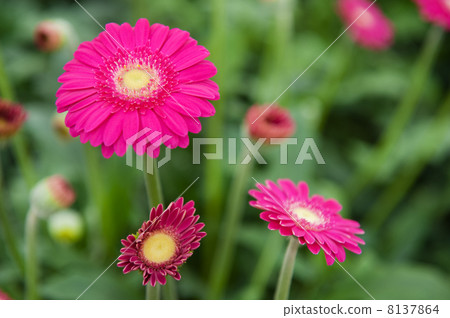 Pink Gerber plants 8137864