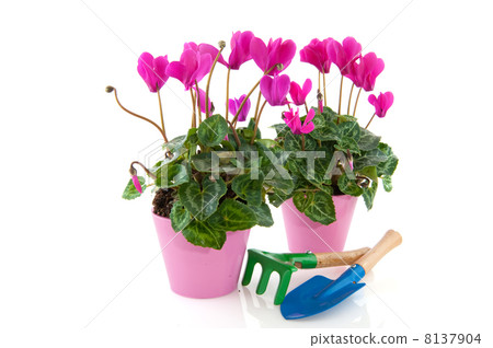Cyclamen 8137904