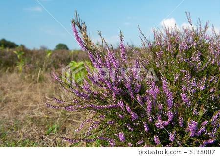 heather landscape heather landscape 8138007