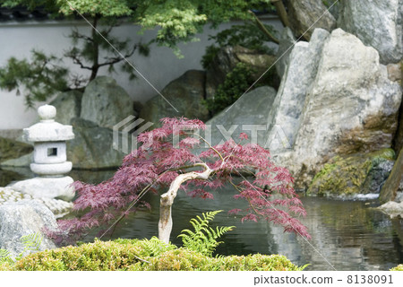 Japanese garden 8138091