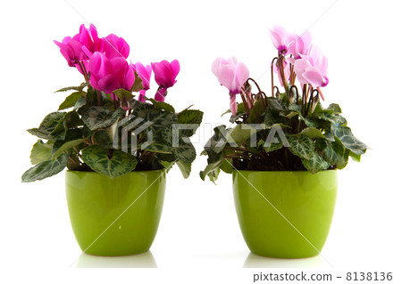 Pink Cyclamen 8138136