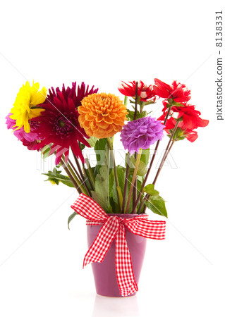 Dahlia flowers 8138331