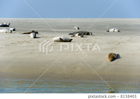 Seal in nature landscape 8138401