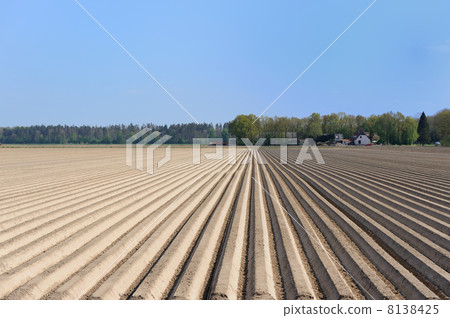 Asparagus agriculture 8138425