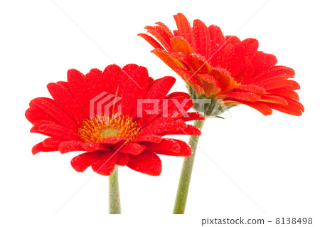 Red Gerber daisies Red Gerber daisies 8138498