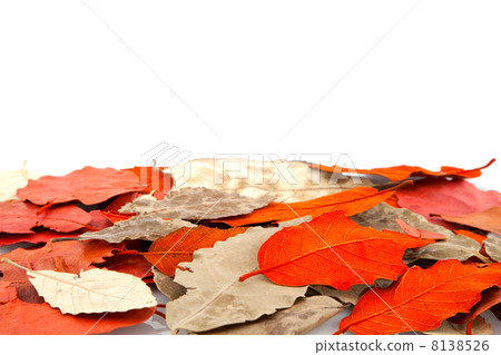 autumn leaves 8138526