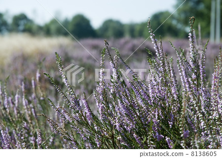 fields with heath 8138605