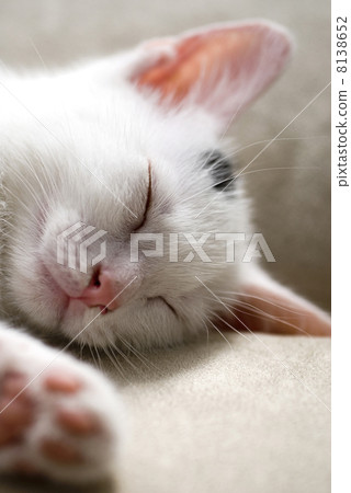 Little kitten 8138652