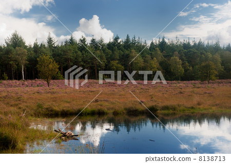 heather landscape 8138713