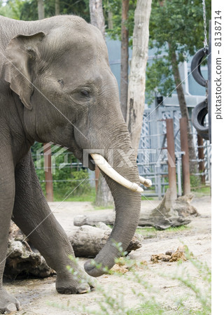 elephant in animalfarm 8138714