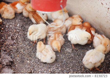 Little chicks 8138723