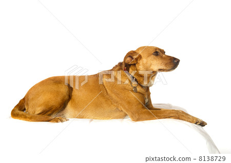 Cross breed dog Cross breed dog 8138729
