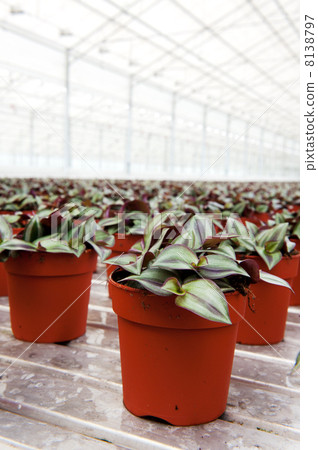 house plants in greenhouse 8138797