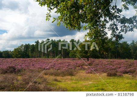heather landscape 8138798