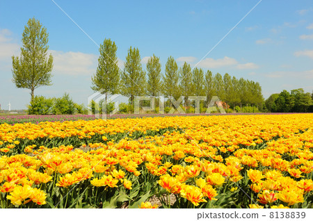 Flowerbulbs in Holland 8138839