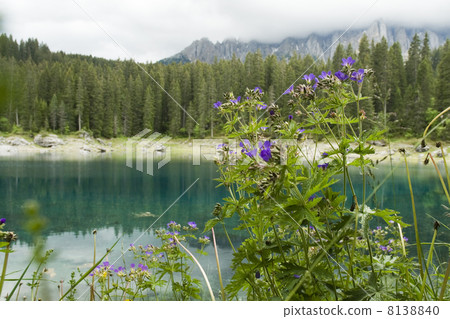Geranium by lake in mountains 8138840