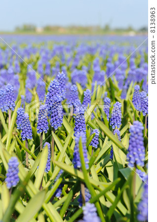 Blue grape hyacinths 8138963