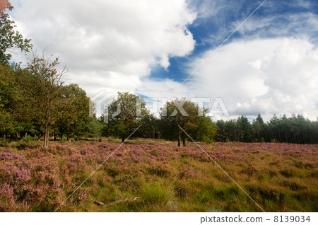 heather landscape heather landscape 8139034
