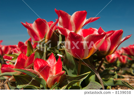 Red and white tulips Red and white tulips 8139038