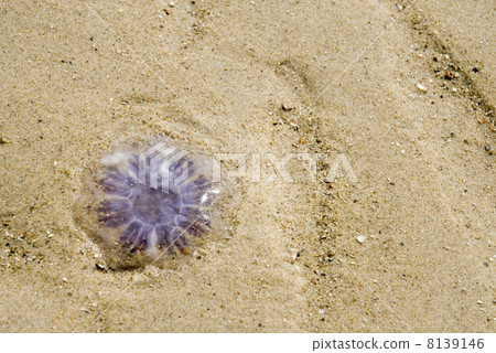 Jelly-fish 8139146