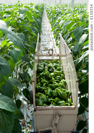 Harvest paprikas in greenhouse 8139354