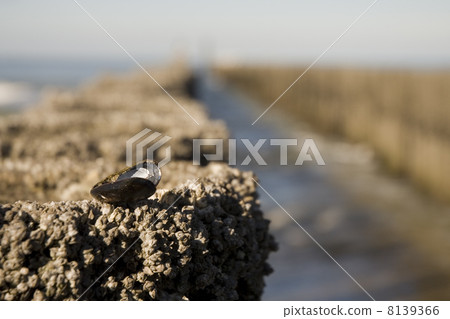 mussel at the beach 8139366