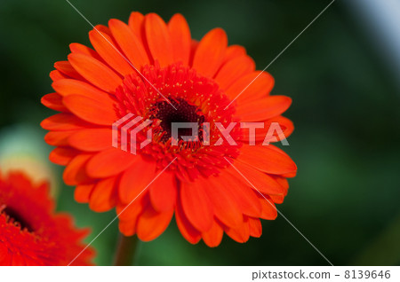 Orange Gerber plants 8139646