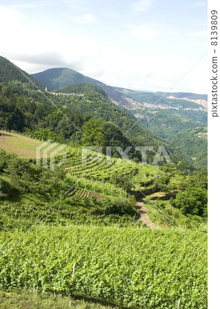vineyard vineyard 8139809
