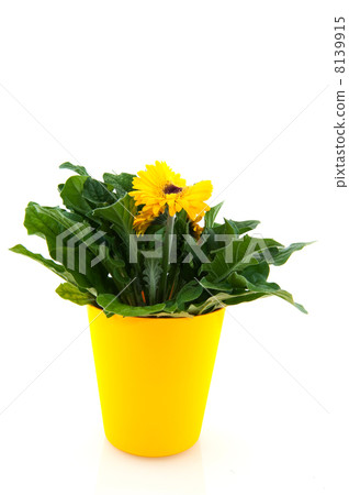 Yellow Gerber 8139915