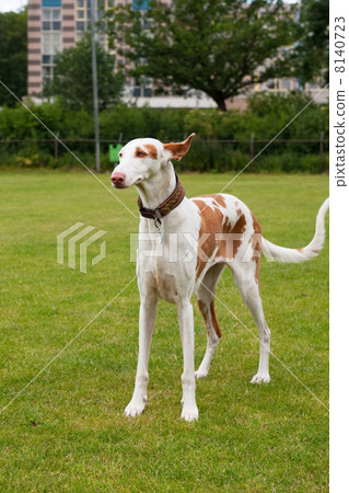 Spanish Podenco Spanish Podenco 8140723