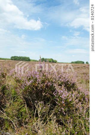 Heath in landscape 8140724