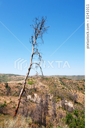 After the fire 8141011