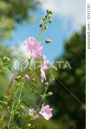 Pink Mallow 8141193