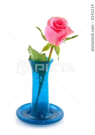 Pink rose in blue vase 8141214