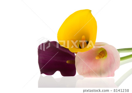 Colorful Calla flowers 8141238