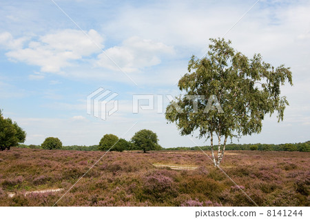 Heath in landscape 8141244