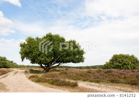 Heath in landscape 8141252