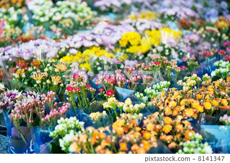 Flower shop in Italy Flower shop in Italy 8141347