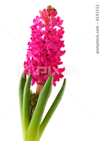Pink Hyacinth 8141512