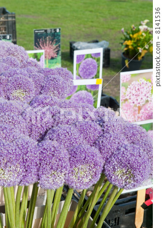 Allium at the market 8141536