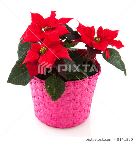 poinsettia in pink poinsettia in pink 8141830