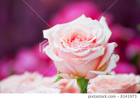 圖庫照片: one pink rose above